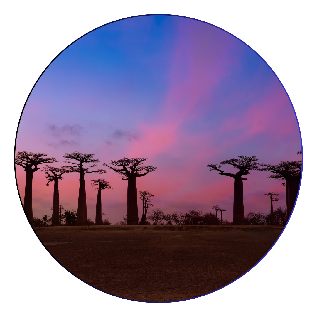 Morondava Tours
